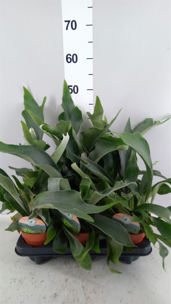 Platycerium Bifurcatum 12Ø 40cm
