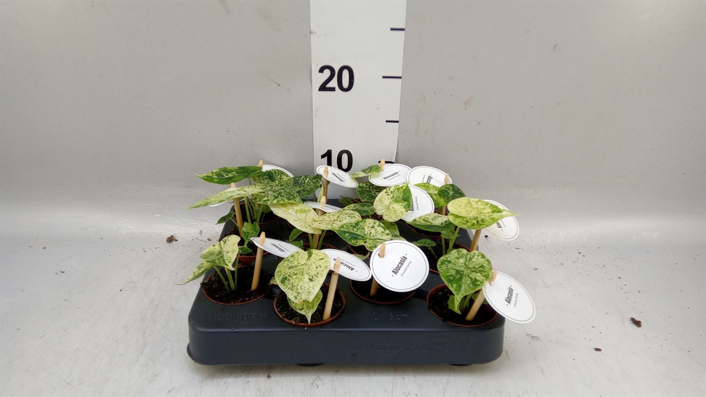 Alocasia Overig 6Ø 10cm