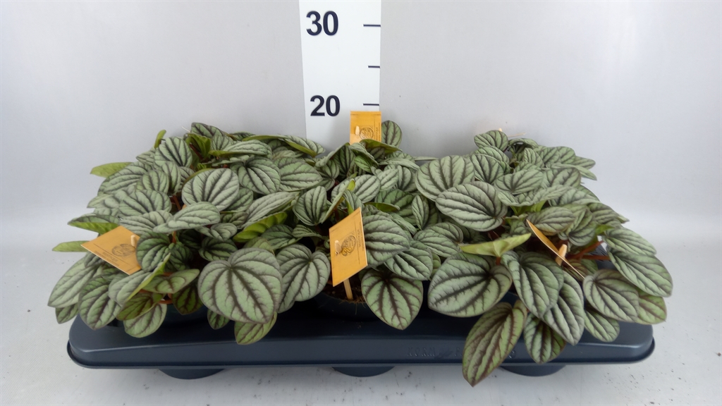 Peperomia Albovittata Mistique 12Ø 20cm