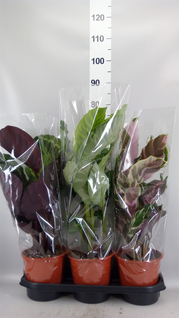 Calathea Mix 19Ø 70cm