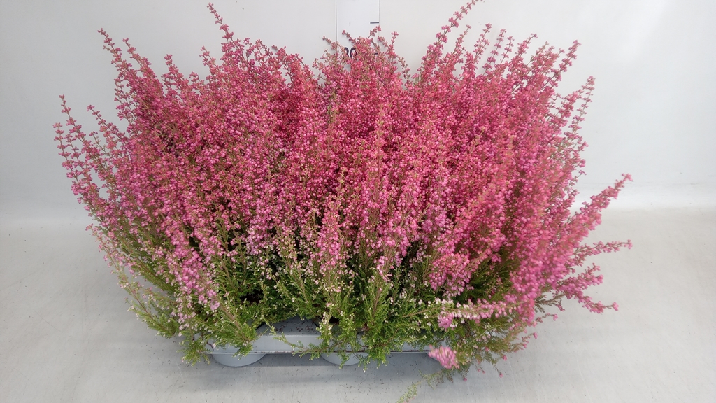 Erica Beauty Queen Margarethe 11Ø 35cm