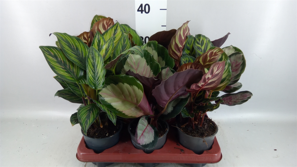 Calat Gem 3 Srt 12Ø 35cm
