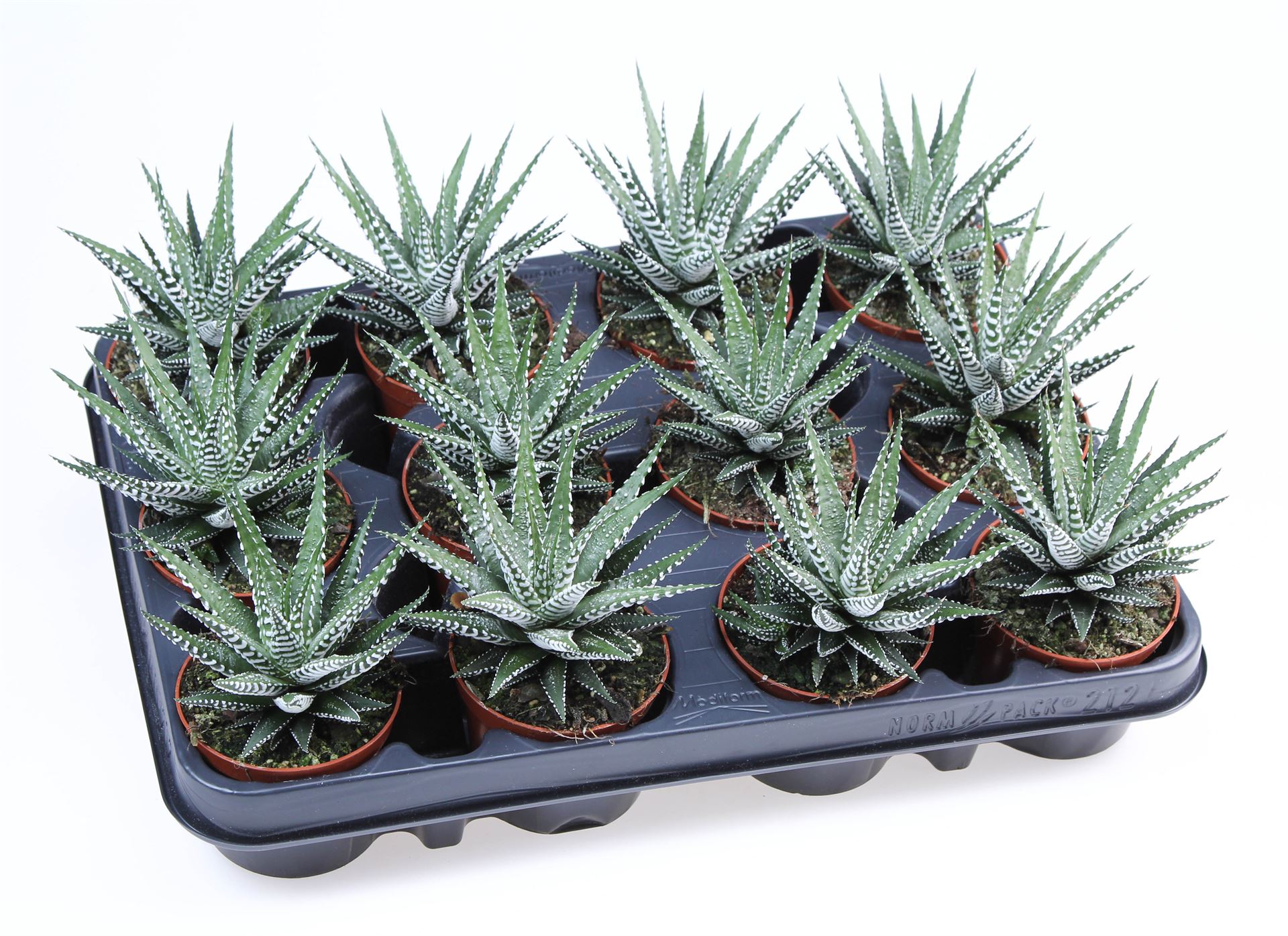 Haworthia Big Band 8Ø 12cm
