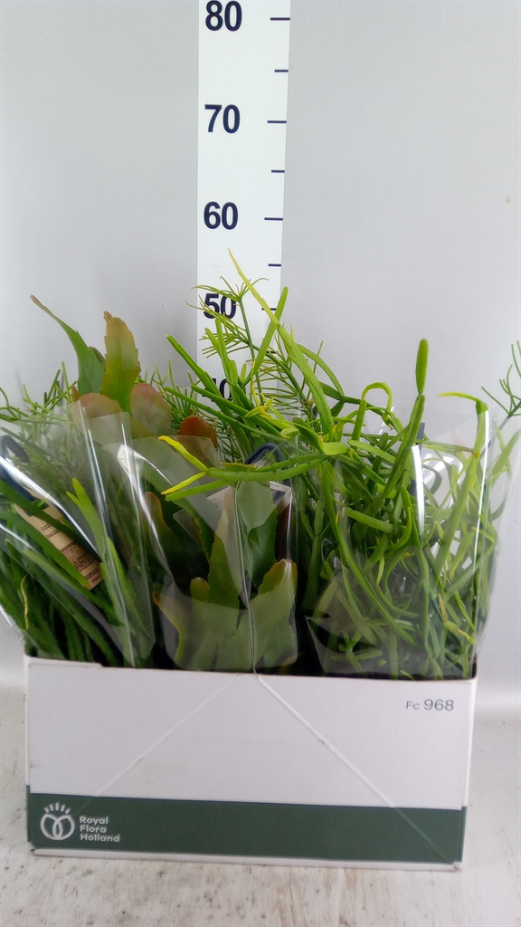 Rhipsalis Mix 14Ø 30cm