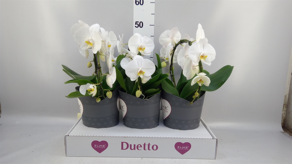 Phalaenopsis White 2 Stem 17Ø 60cm