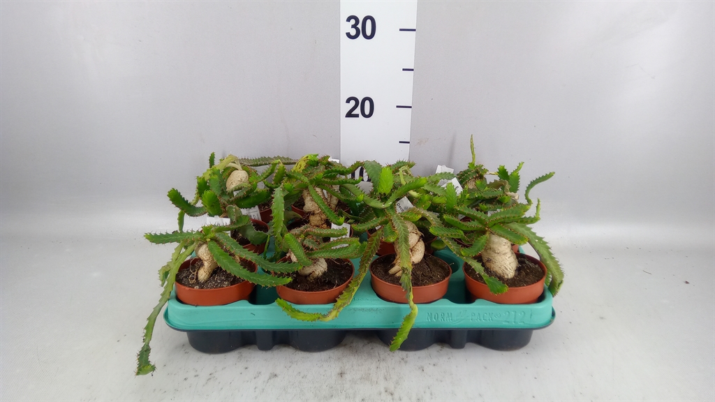 Euphor Succulenten 508Ø 12cm
