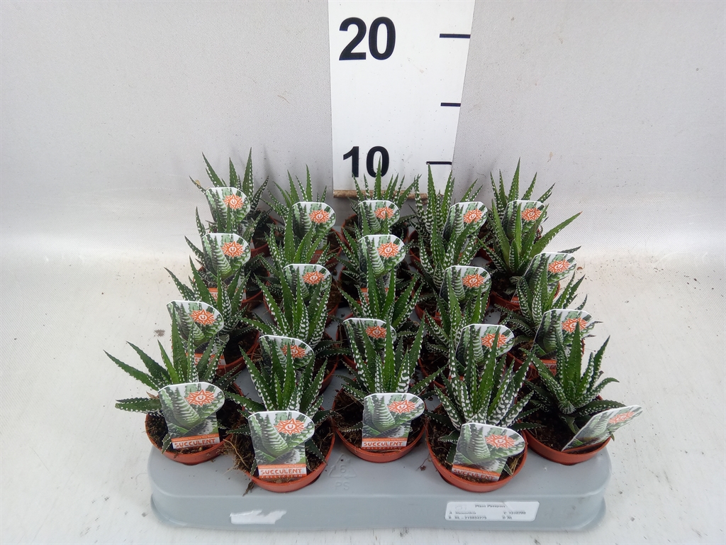 Haworthia Big Band 5Ø 8cm
