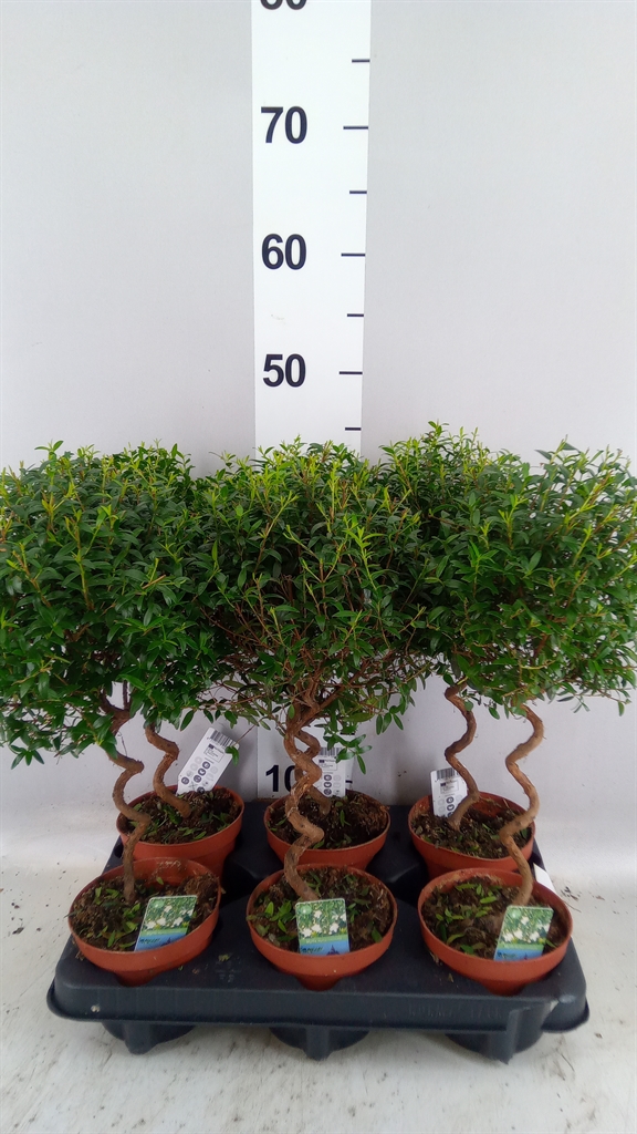 Myrtus Communis 12Ø 40cm