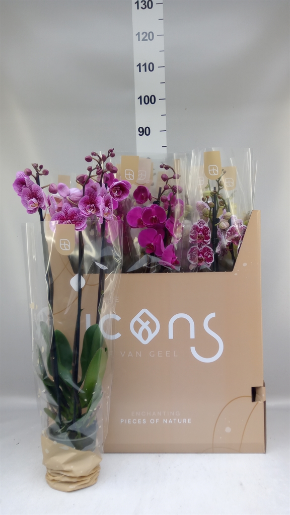 Phalaenopsis Mix 7 Colours 12Ø 65cm 3st