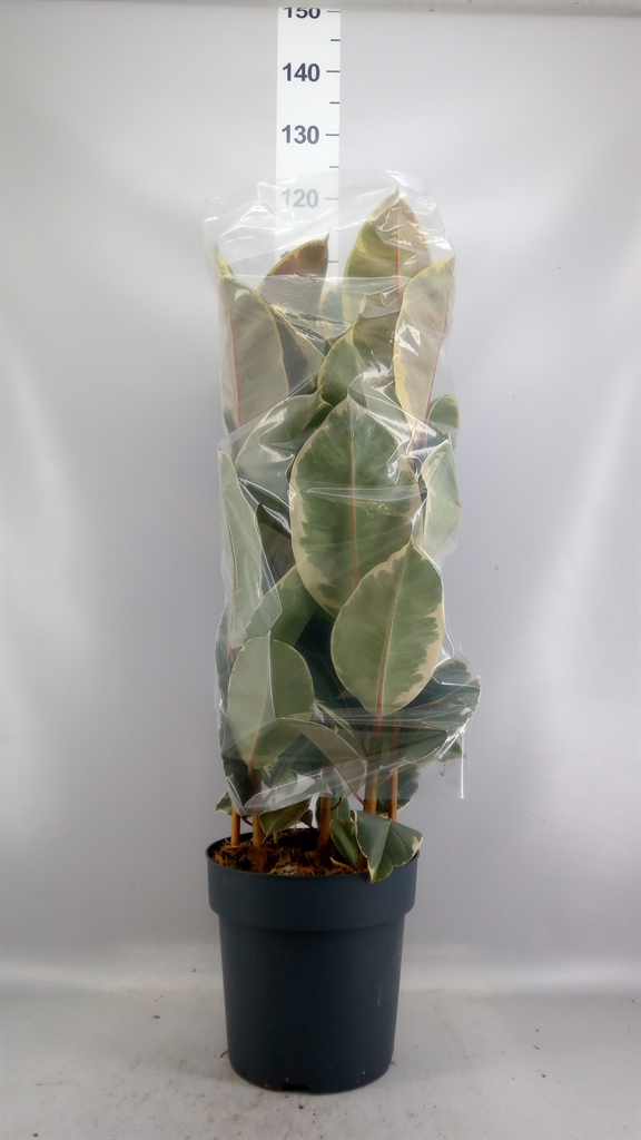 Ficus Tineke 27Ø 105cm