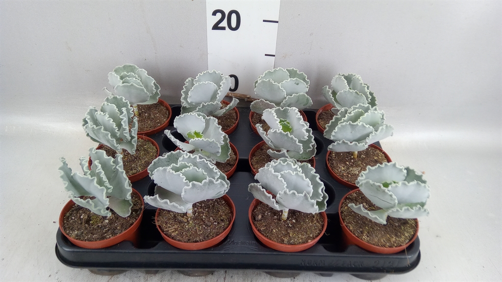 Cotyledon Oblonga 8Ø 15cm