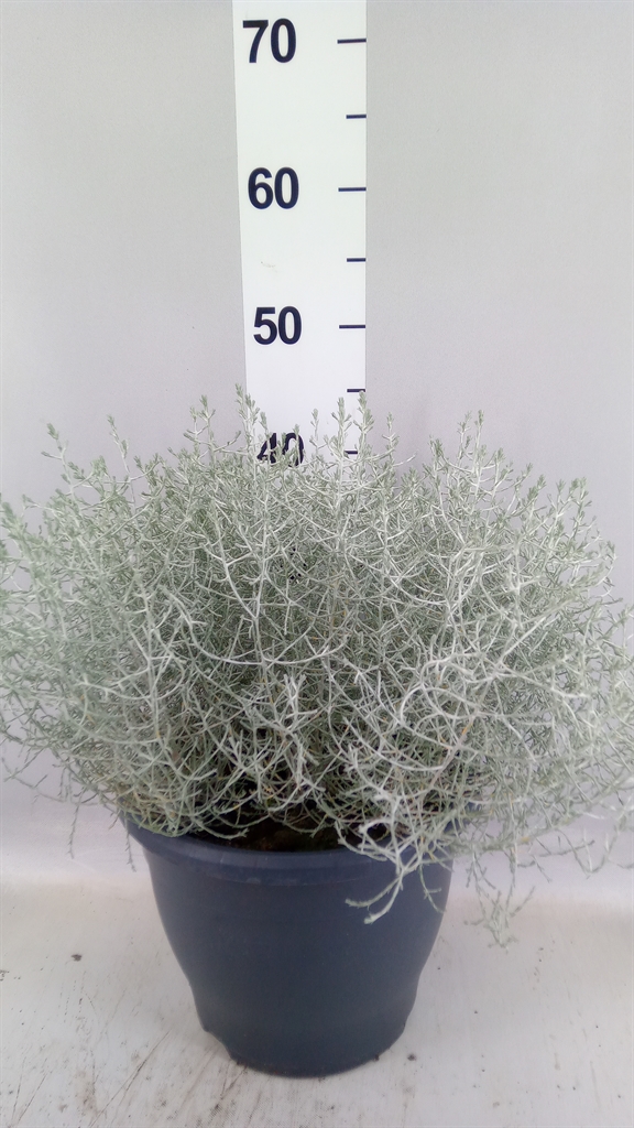 Leucophyta Brownii 27Ø 40cm