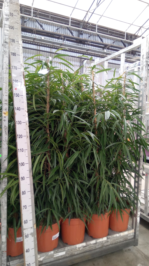 Ficus Alii 27Ø 150cm