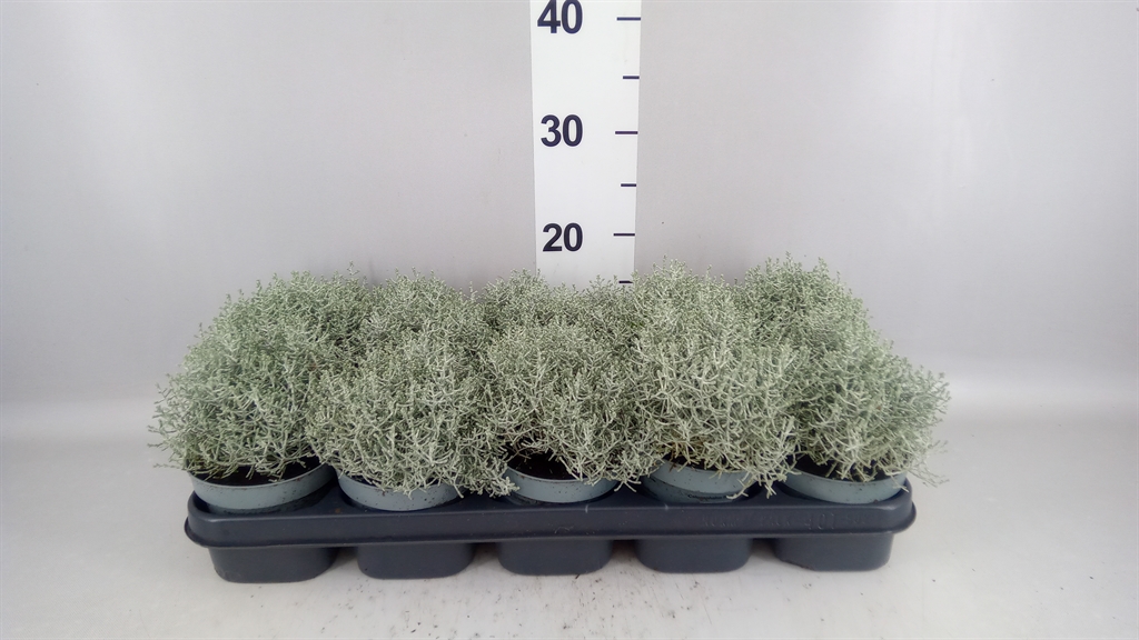 Leucophyta Brownii 12Ø 20cm