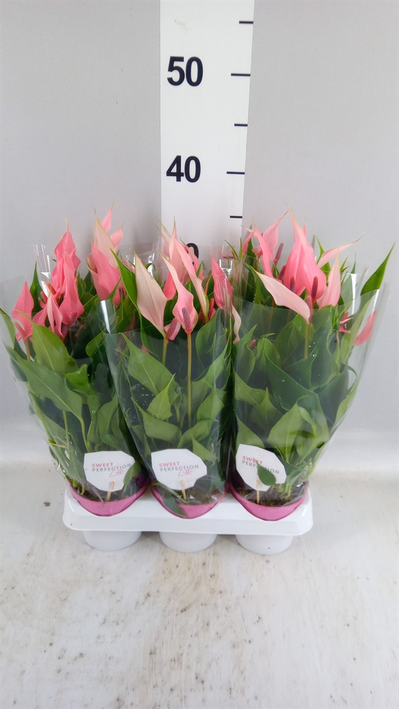 Anthurium Lilli 9Ø 25cm