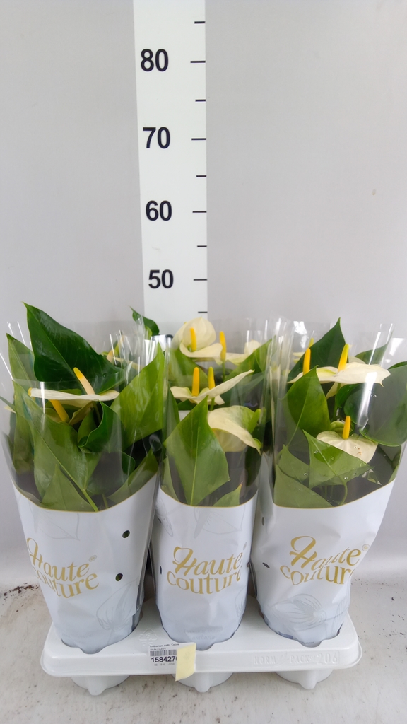 Anthurium Cocos 12Ø 40cm