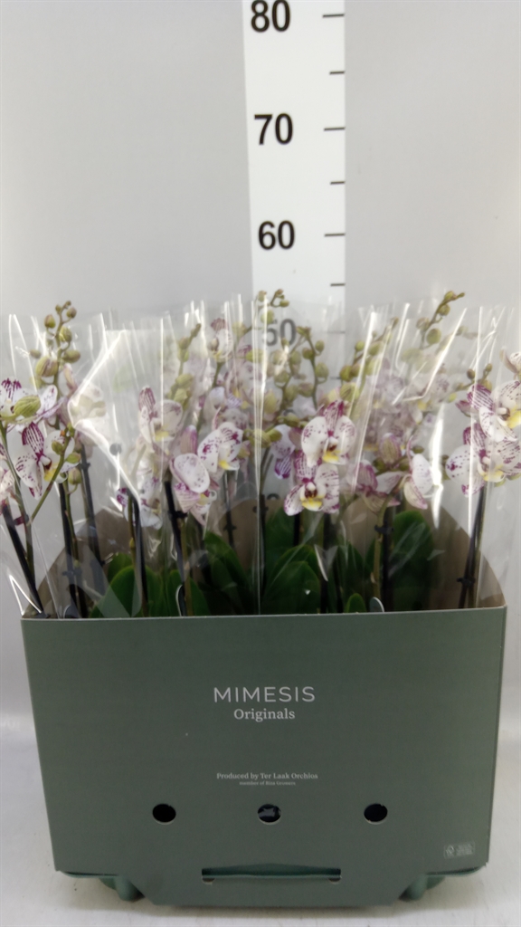 Phal Ov 12Ø 50cm