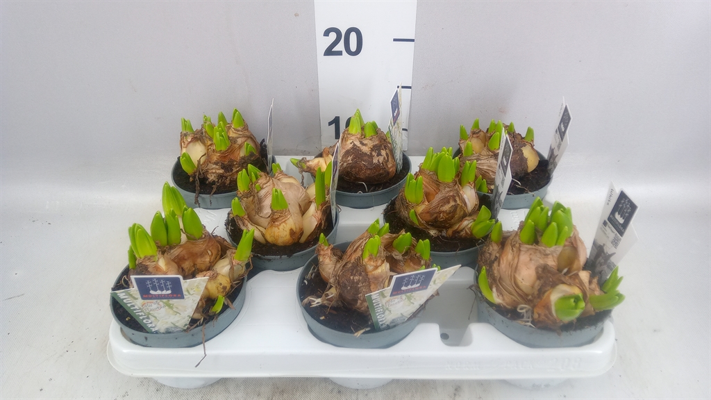 Hyacinthus Asst X3 Upc Sleeved