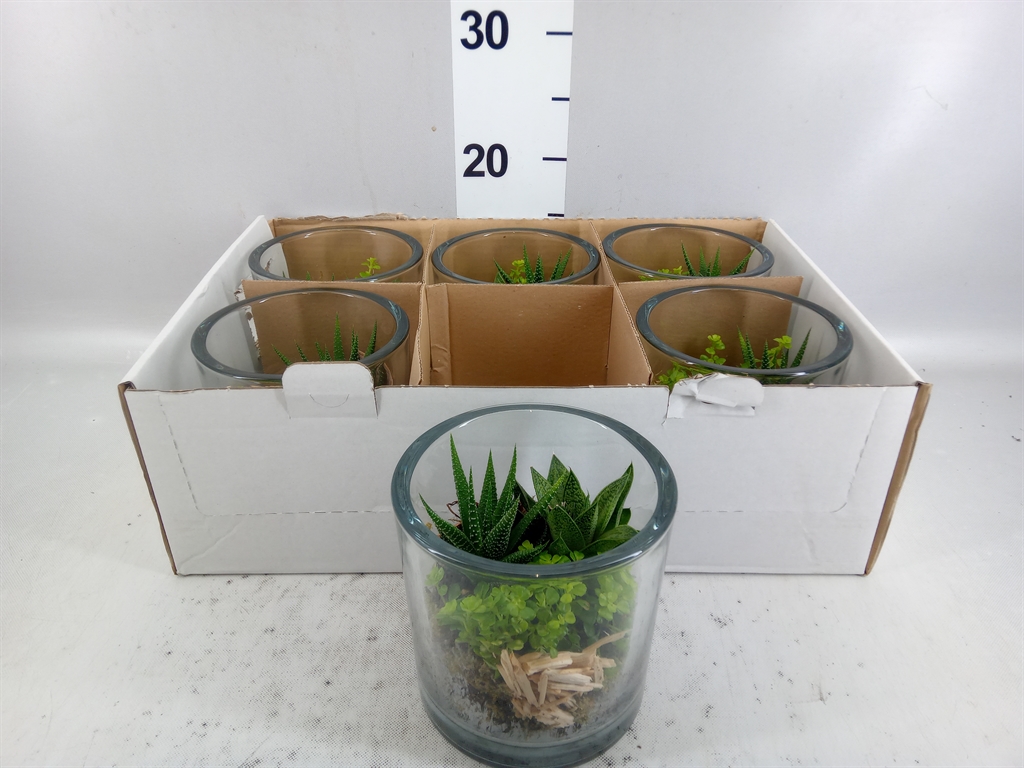 Arrangement Indoor Green 14Ø
