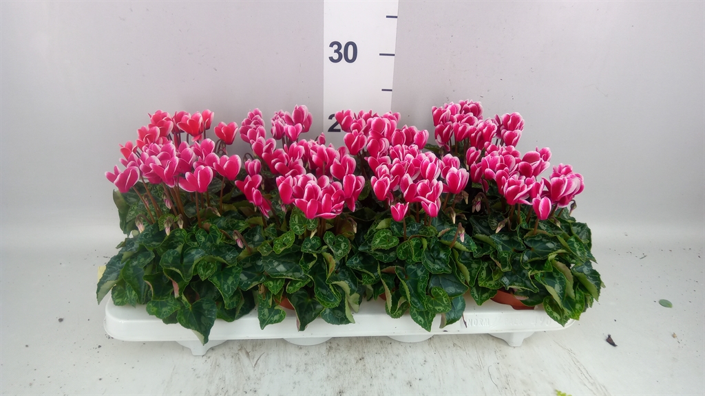 Cyclamen Super Serie Odora Fuji Wine Red 10Ø 25cm