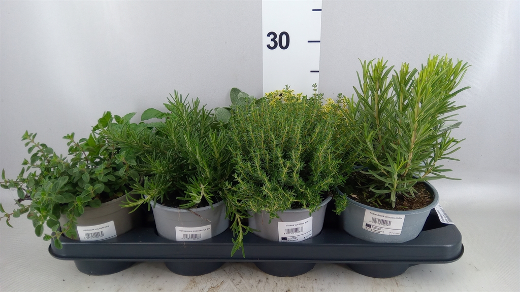 Garden Herbs Mix 14Ø 20cm