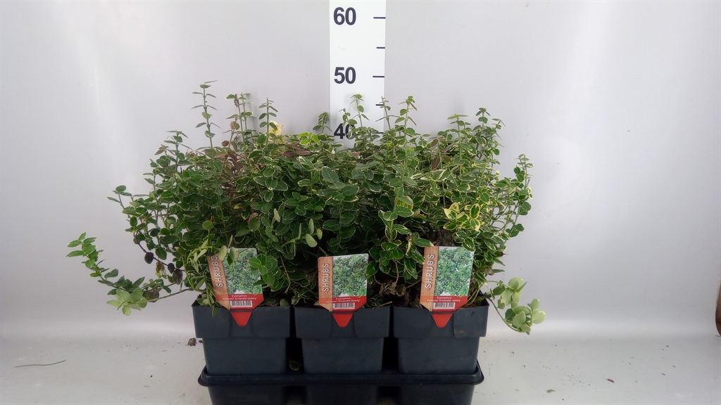 Euonymus Emerald Gaiety 17Ø 30cm