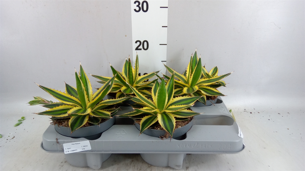 Agav Quadricolor 13Ø