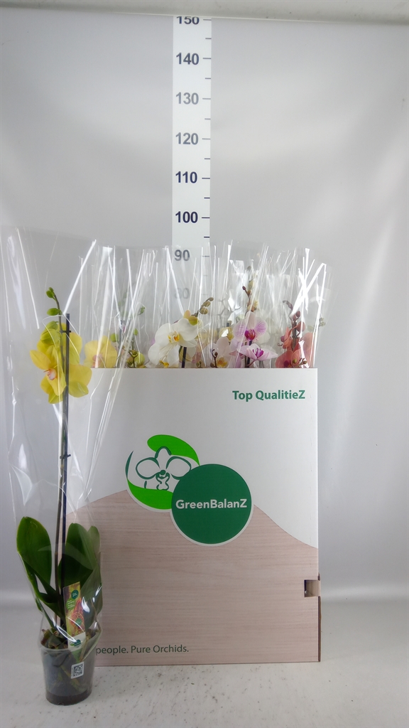 Phalaenopsis Mix 12Ø 75cm 1st