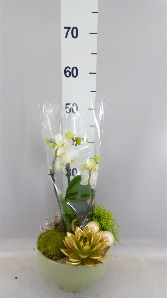 Arrangement Phalaenopsis Mt 18Ø