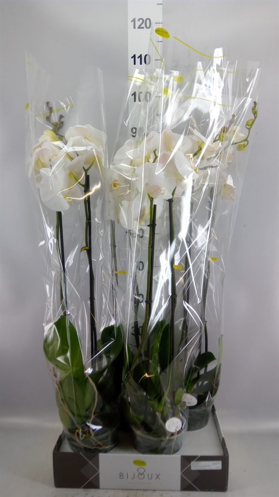 Phalaenopsis White 2 Stem 15Ø 90cm