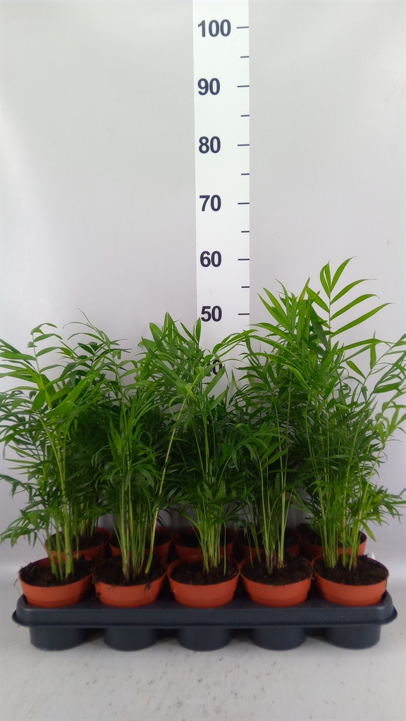 Chamaedorea Elegans 12Ø 45cm