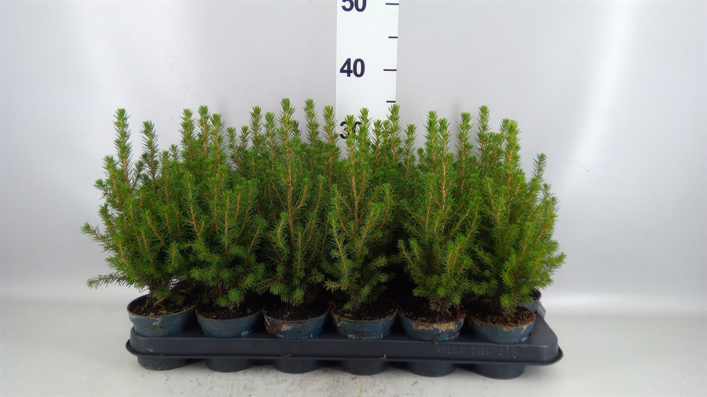 Picea Gl Perfecta 9Ø 26cm
