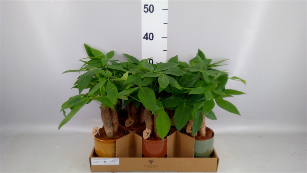 Pachira Aquatica 9Ø 32cm
