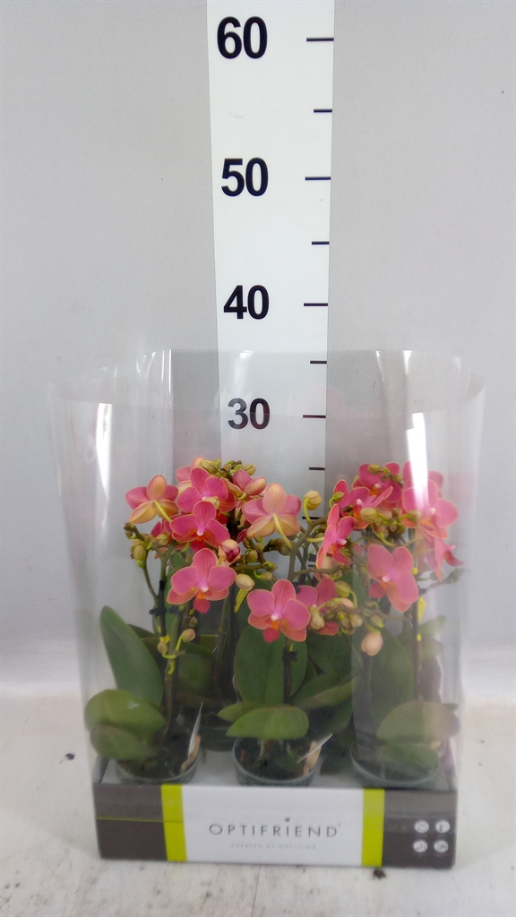 Phal Mf Ov Oranje 7Ø 25cm