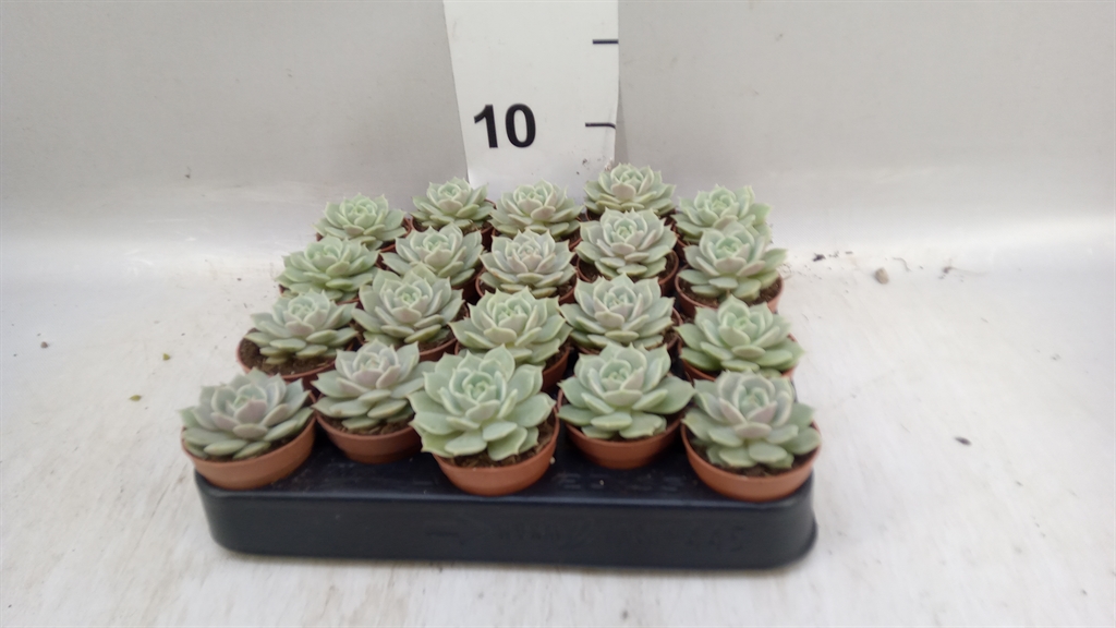 Echeveria Grey Prince 505Ø 8cm