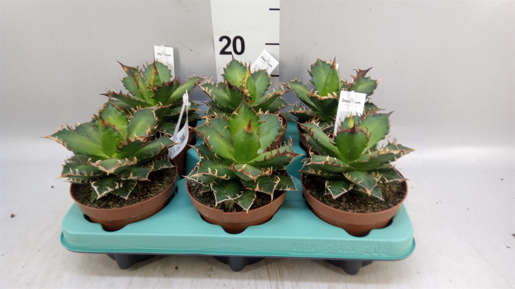 Agave Overig 12Ø 18cm