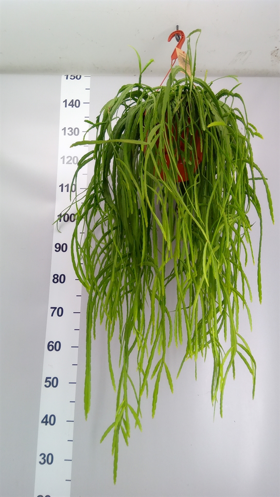 Lepismium Bolivianum 21Ø 40cm
