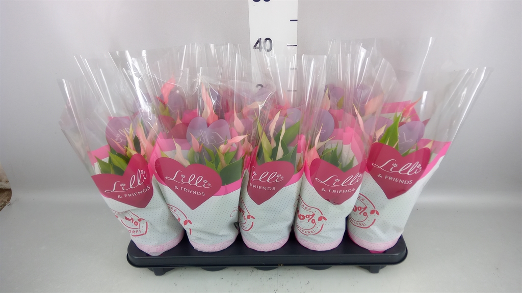 Anthurium Lilli 10Ø 28cm