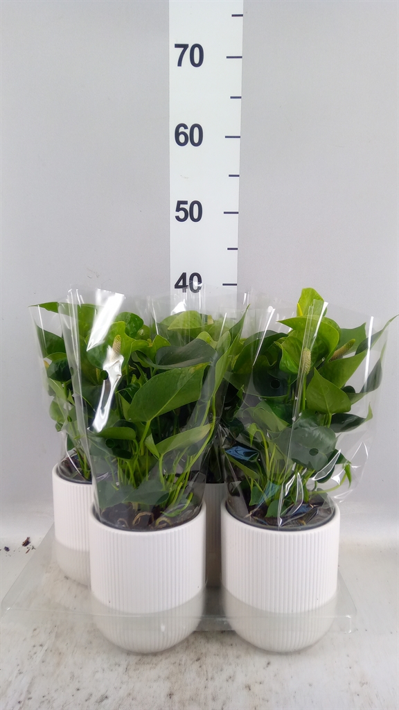 Anthurium Smaragd 12Ø 40cm
