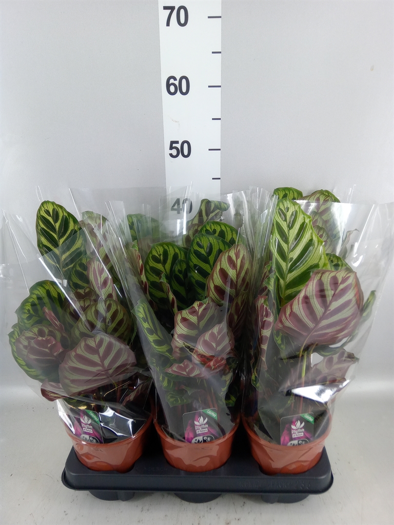 Calathea Makoyana 14Ø 45cm