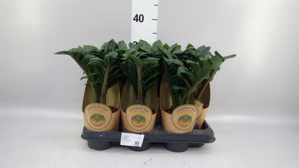 Zamioculcas Zenzi 11Ø 45cm