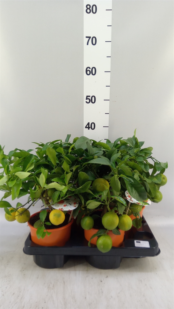 Citrus Limetta 14Ø 35cm