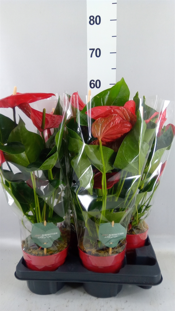 Anthurium Minnesota 14Ø 50cm