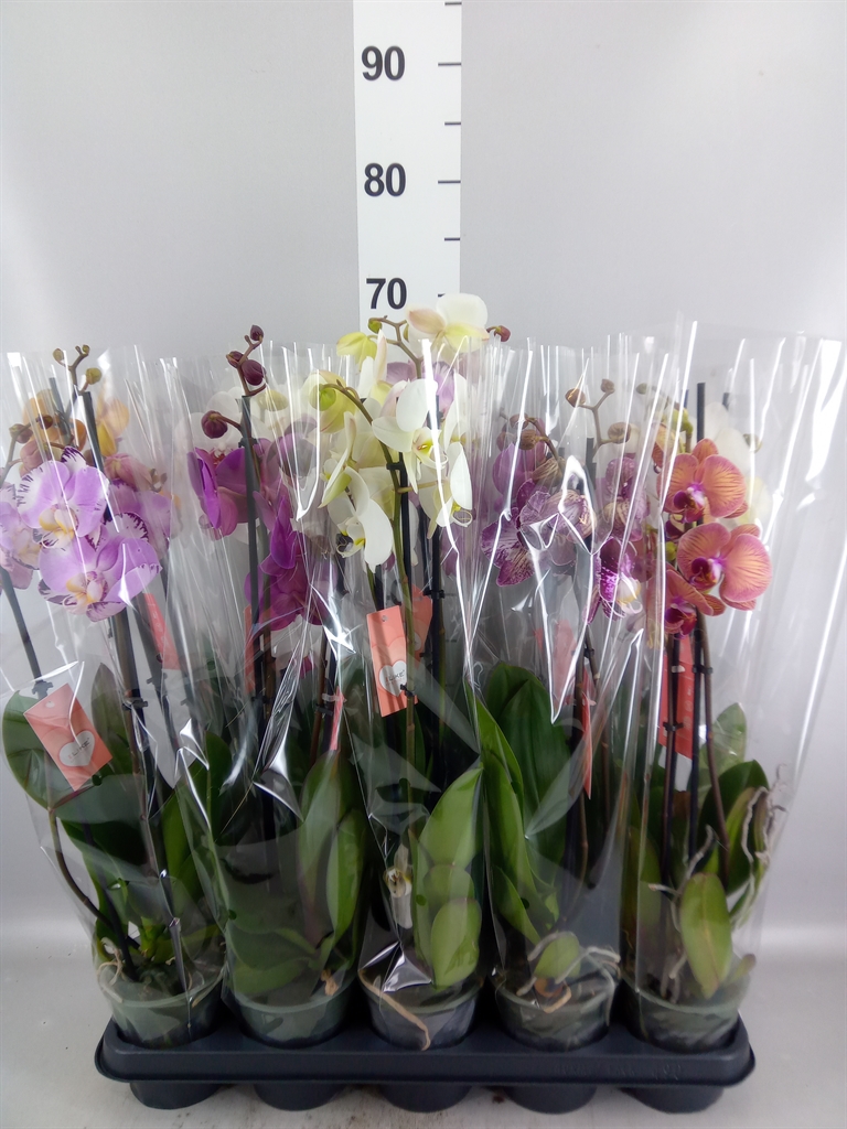 Phalaenopsis Mix 5 Colours 12Ø 55cm 2st