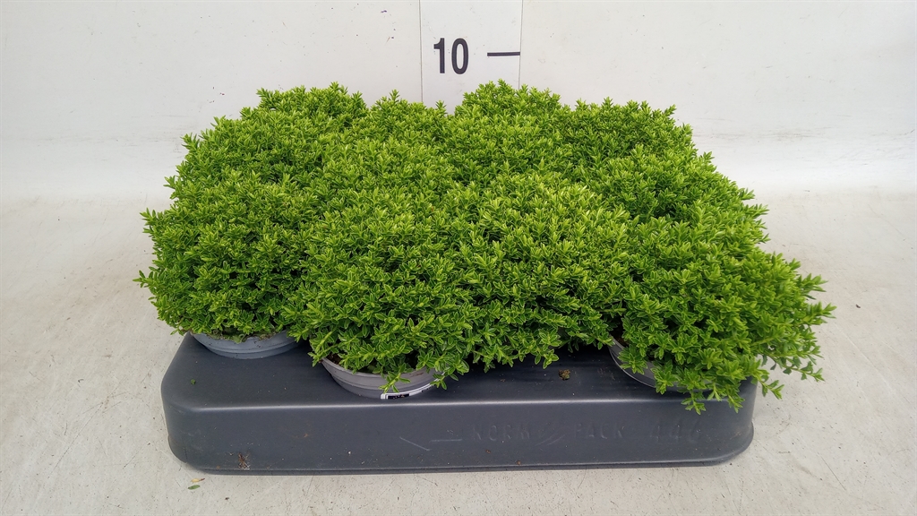 Hebe Emerald Grem 7Ø 10cm