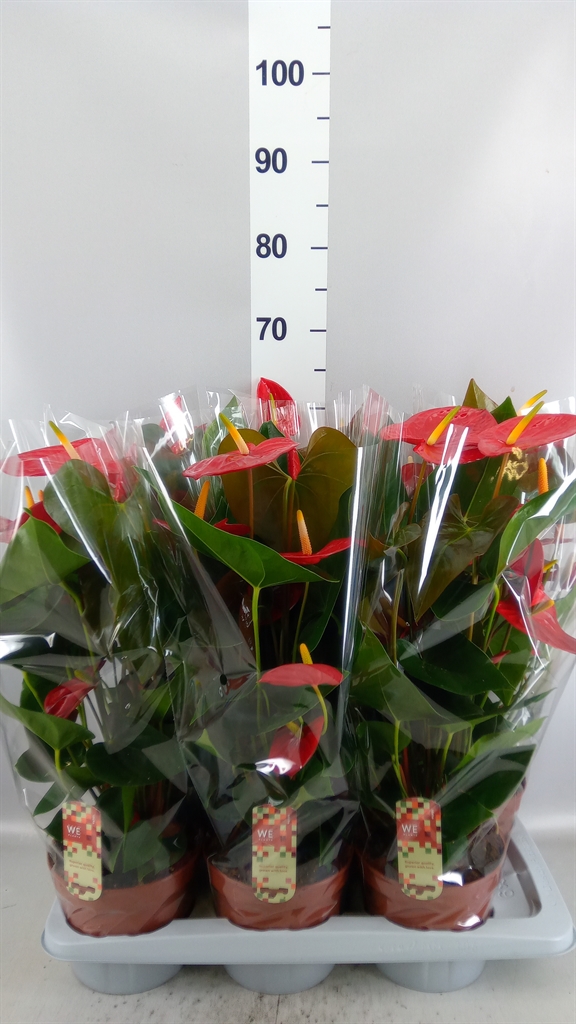 Anthurium Idaho 17Ø 60cm