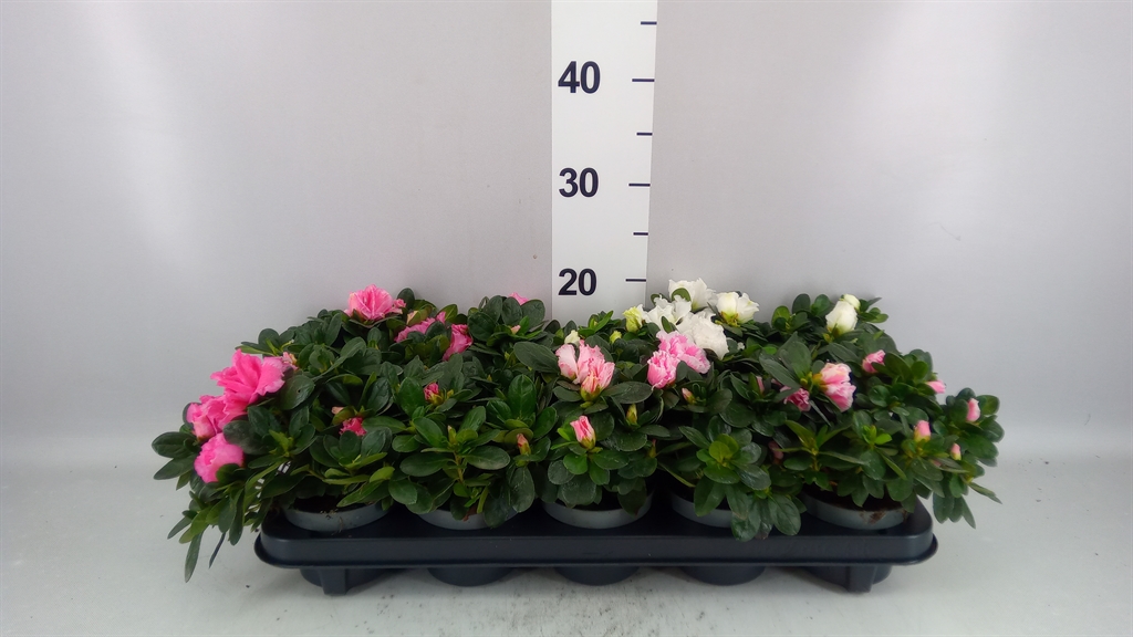 Rhododendron Mix 10Ø 15cm