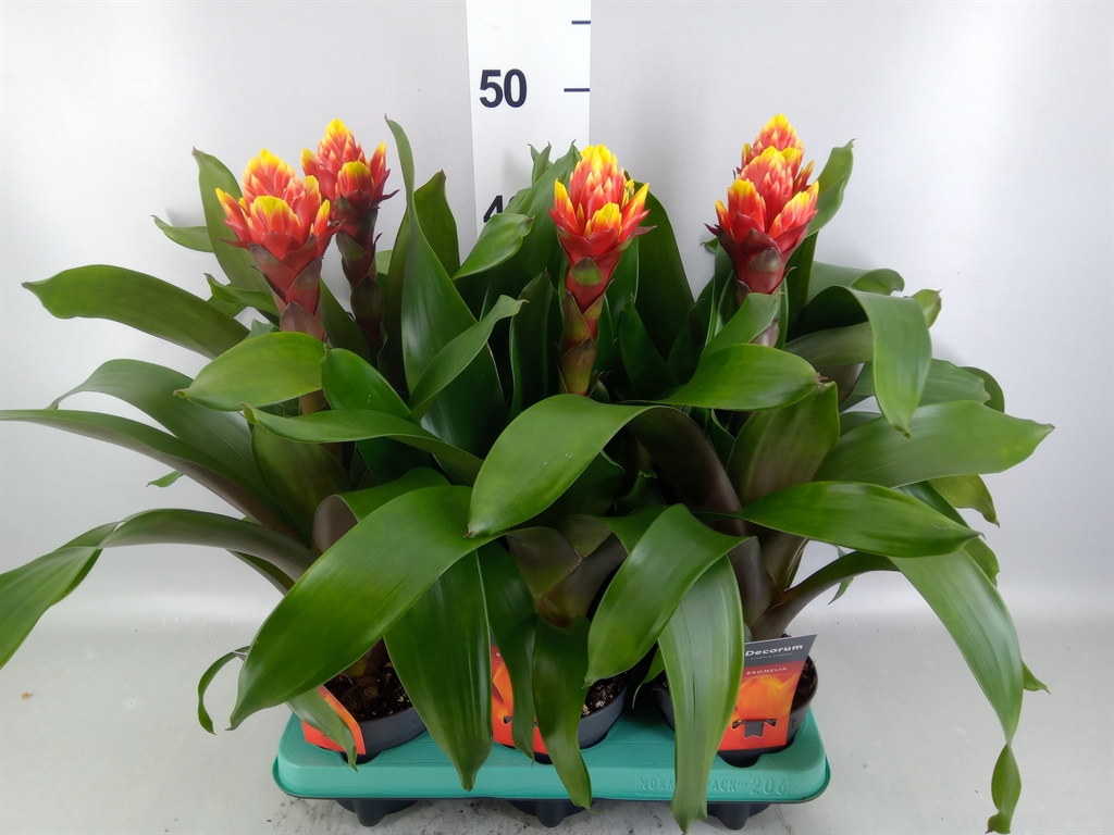 Guzmania Crown 13Ø 45cm