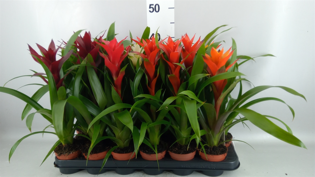 Guzmania Mix 9Ø 40cm