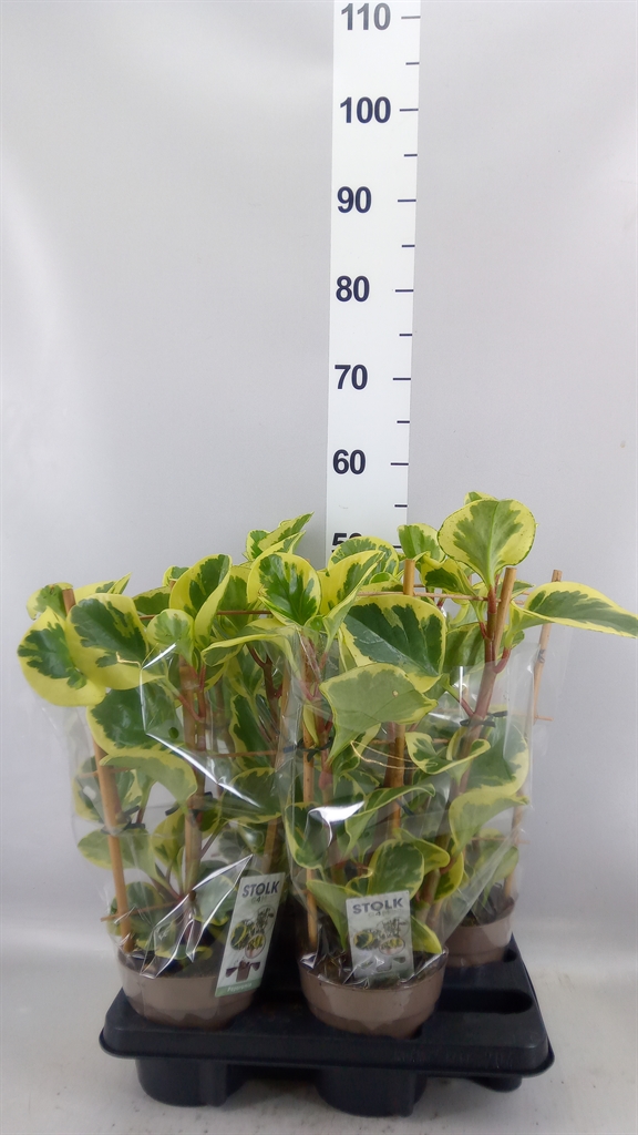 Peperomia Obtusifolia Obtipan Bicolor 14Ø 55cm
